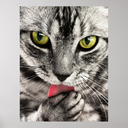Cute Cat Portrait Poster (Voorkant)