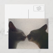 Cute Cat Post Card Briefkaart (Voorkant / Achterkant)