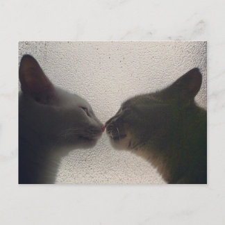 Cute Cat Post Card Briefkaart