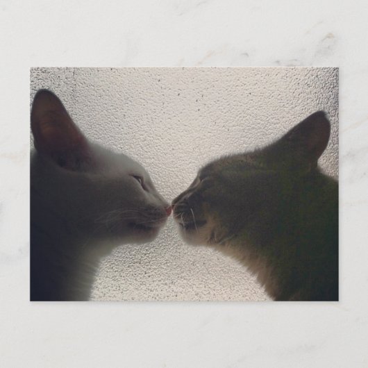 Cute Cat Post Card Briefkaart (Voorkant)