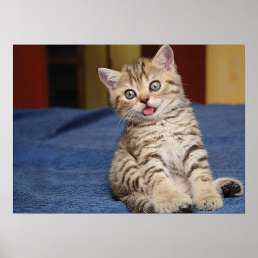 Cute Cat Poster (Voorkant)