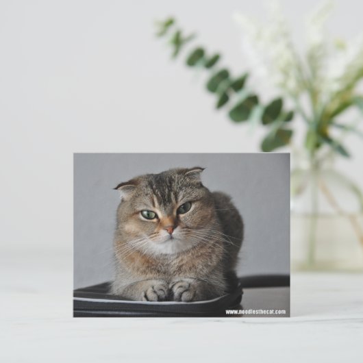 Cute cat scottish fold: hoe gaat het met jou? briefkaart (Staand voorkant)