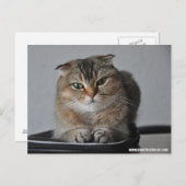 Cute cat scottish fold: hoe gaat het met jou? briefkaart (Voorkant / Achterkant)