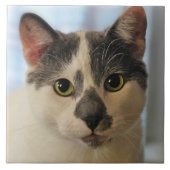 Cute Cat Tegeltje (Voorkant)