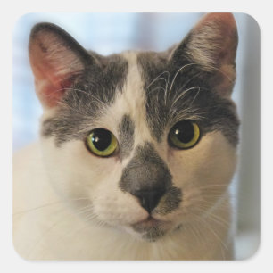 Cute Cat Vierkante Sticker