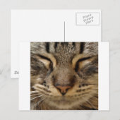 Cute Cat @ ZooTees Briefkaart (Voorkant / Achterkant)