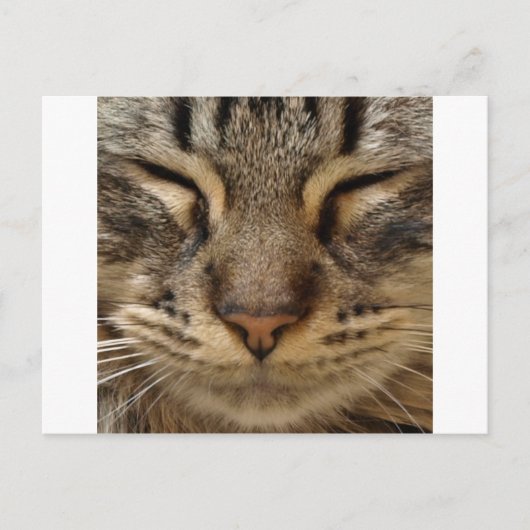 Cute Cat @ ZooTees Briefkaart (Voorkant)