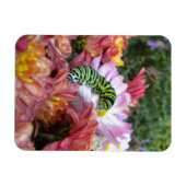 Cute Caterstyle on Bed of Mums Magnet Magneet (Horizontaal)