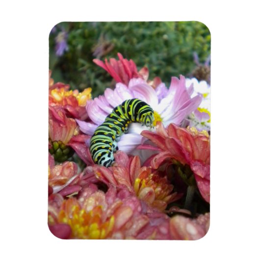 Cute Caterstyle on Bed of Mums Magnet Magneet (Verticaal)