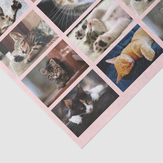 Cute Cats and Kittens Photo Template on Pink Tissuepapier (Detail)