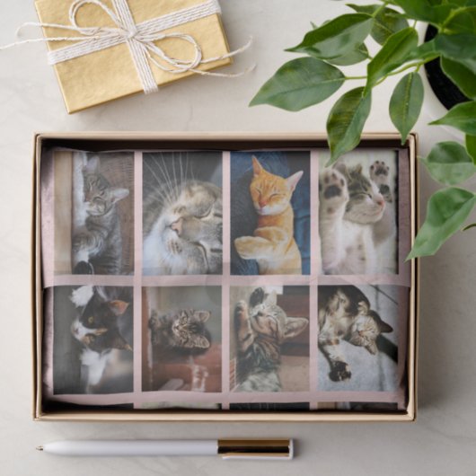Cute Cats and Kittens Photo Template on Pink Tissuepapier (Geschenk)