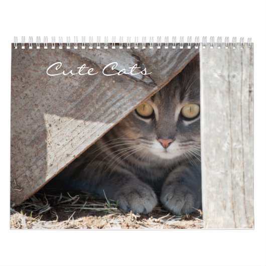 Cute Cats Calendar Kalender (Hoes)