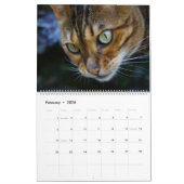 Cute Cats Calendar Kalender (Feb 2026)