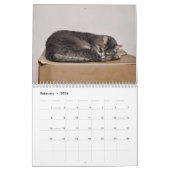 Cute Cats Foto Art Design 2023 Maandelijks Kalender (Feb 2026)
