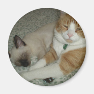 Cute Cats Magneet