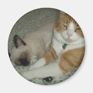 Cute Cats Magneet