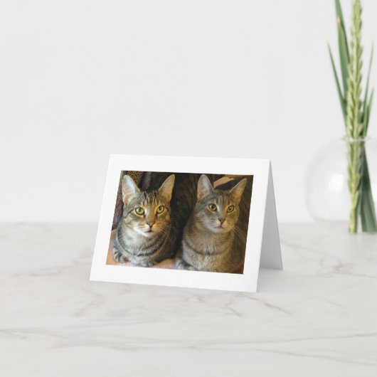 Cute Cats Photo Tabby Katten Bedankkaart (Voorkant)