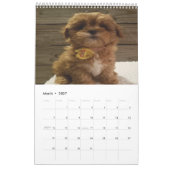 Cute Cavachon Dog Kalender (Mar 2027)