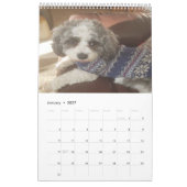 Cute Cavachon Dog Kalender (Jan 2027)