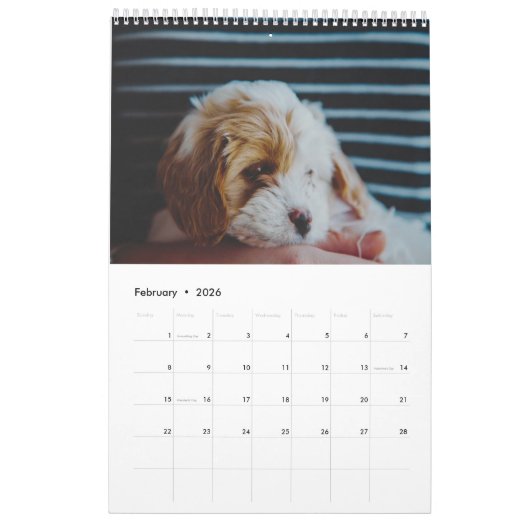 Cute Cavachon Dog Kalender (Feb 2026)