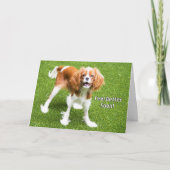 Cute Cavalier King Charles Feel Betere Kaart (Voorkant)