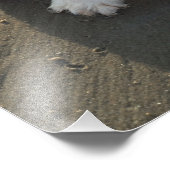 Cute Cavalier King Charles Spaniel Dog in Beach Foto Afdruk (Hoek)