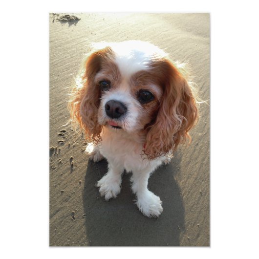 Cute Cavalier King Charles Spaniel Dog in Beach Foto Afdruk (Voorkant)