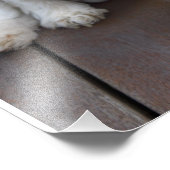 Cute Cavalier King Charles Spaniel Dog Yawning Foto Afdruk (Hoek)