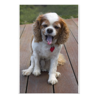 Cute Cavalier King Charles Spaniel Dog Yawning Foto Afdruk
