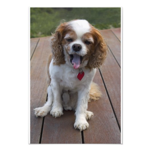 Cute Cavalier King Charles Spaniel Dog Yawning Foto Afdruk (Voorkant)