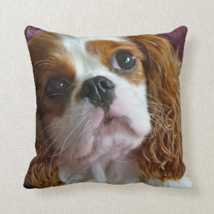 Cute Cavalier King Charles Spaniel kussenkussens Kussen