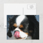 Cute Cavalier Spanial Dog Briefkaart (Voorkant / Achterkant)