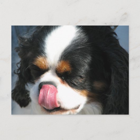 Cute Cavalier Spanial Dog Briefkaart (Voorkant)
