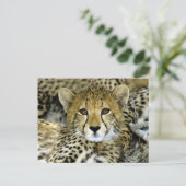 Cute Cheetah Briefkaart (Staand voorkant)