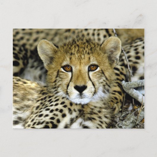 Cute Cheetah Briefkaart (Voorkant)