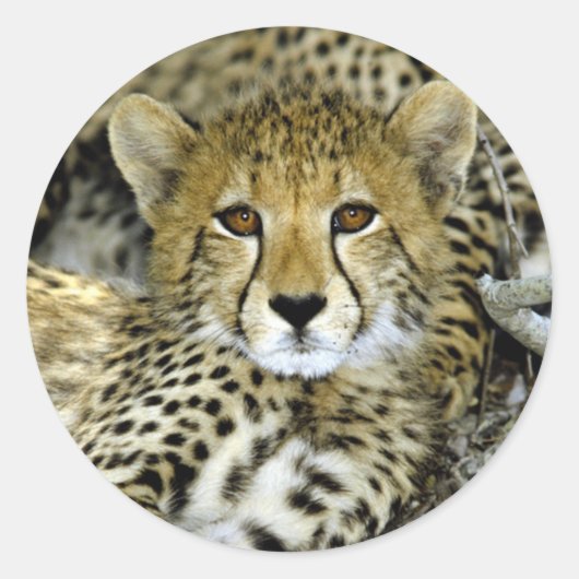 Cute Cheetah Ronde Sticker (Voorkant)