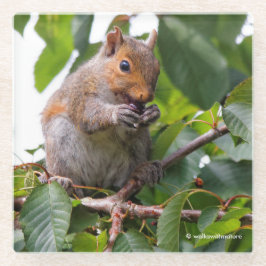 Cute Cherry schopend oostelijke grijze eekhoorn Glazen Onderzetter