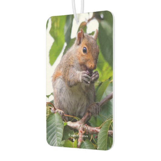 Cute Cherry schopend oostelijke grijze eekhoorn Luchtverfrisser (Links)