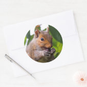Cute Cherry schopend oostelijke grijze eekhoorn Ronde Sticker (Envelop)