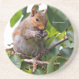 Cute Cherry schopend oostelijke grijze eekhoorn Zandsteen Onderzetter