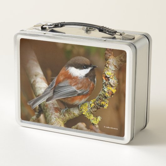 Cute Chestnut Backed Chickadee Songbird (Achterkant)