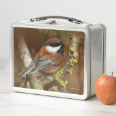 Cute Chestnut Backed Chickadee Songbird (In situ)