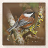 Cute Chestnut Backed Chickadee Songbird in Tree Glazen Onderzetter (Voorkant)