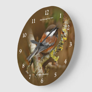 Cute Chestnut Backed Chickadee Songbird in Tree Grote Klok