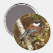 Cute Chestnut Backed Chickadee Songbird in Tree Magneet (Voorkant / Achterkant)