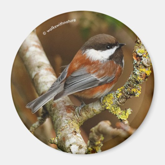 Cute Chestnut Backed Chickadee Songbird in Tree Magneet (Voorkant)