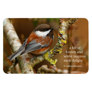 Cute Chestnut Backed Chickadee Songbird in Tree Magneet