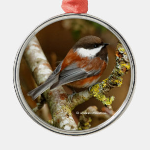 Cute Chestnut Backed Chickadee Songbird in Tree Metalen Ornament