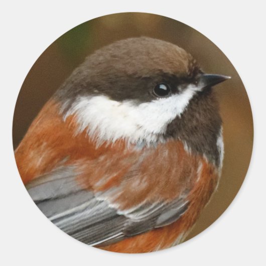 Cute Chestnut Backed Chickadee Songbird in Tree Ronde Sticker (Voorkant)