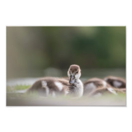 Cute Chick Natuur Foto Afdruk